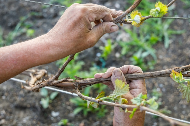 Las manos arrugadas de la mano del agricultor sostienen una rama de uva