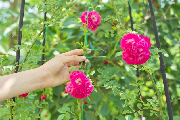 Manos atando ramas con tejido de flores rosas en soporte de valla