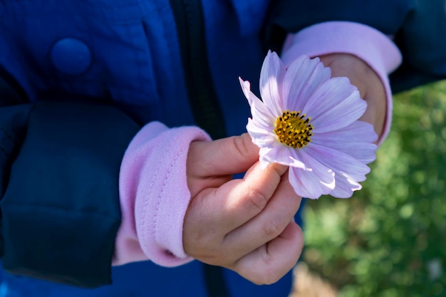 Manos de bebé jugando con flor de cosmos en el jardín