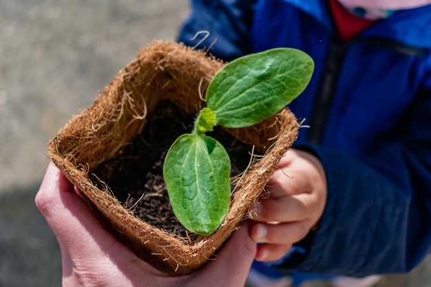 Manos del bebé sosteniendo un brote de calabacín en una olla biodegradable desarrollo de habilidades motoras finas fuera de la actividad