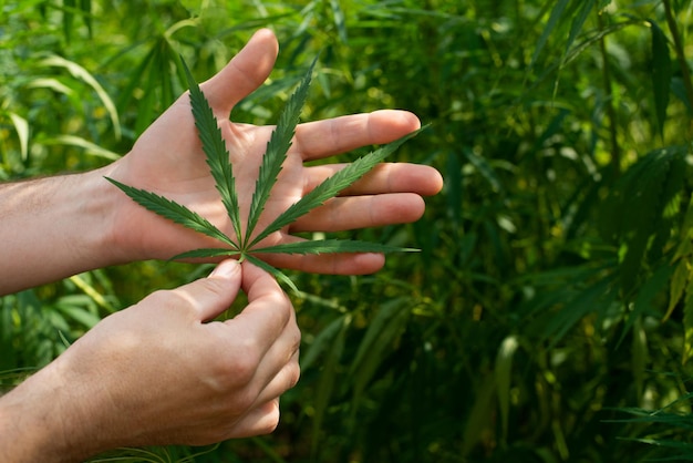 Manos caucásicas masculinas sostienen hojas de marihuana en el fondo de tallos de cáñamo