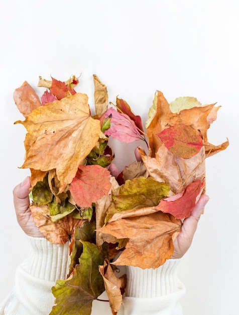 Manos con coloridas hojas de arce otoñal fondo o textura