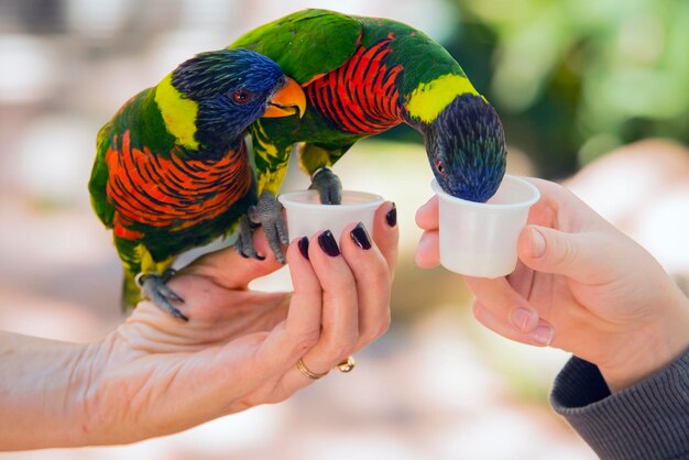 Foto manos cortadas alimentando lorikeets de las tazas