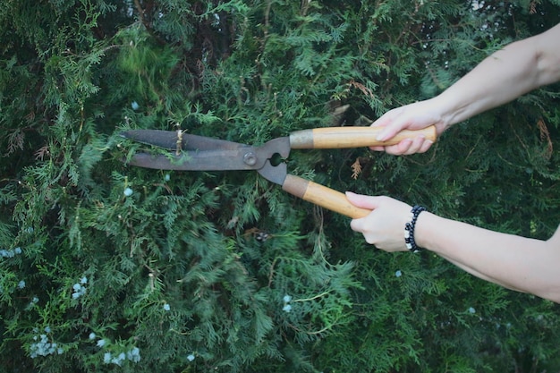 Foto manos cortadas de mujeres cortando plantas