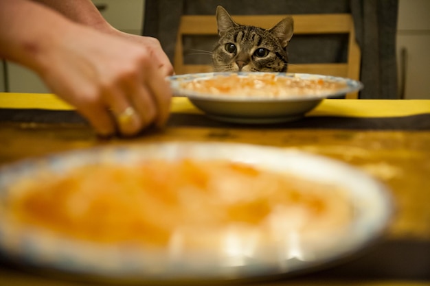 Manos cortadas por sopa en platos contra el gato en casa