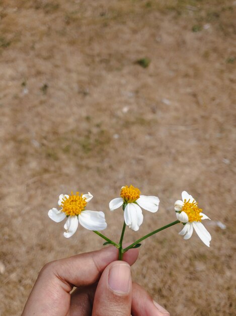 Foto manos cortadas sosteniendo flores