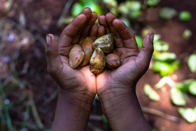 Foto manos cortadas sosteniendo frutas sobre el campo