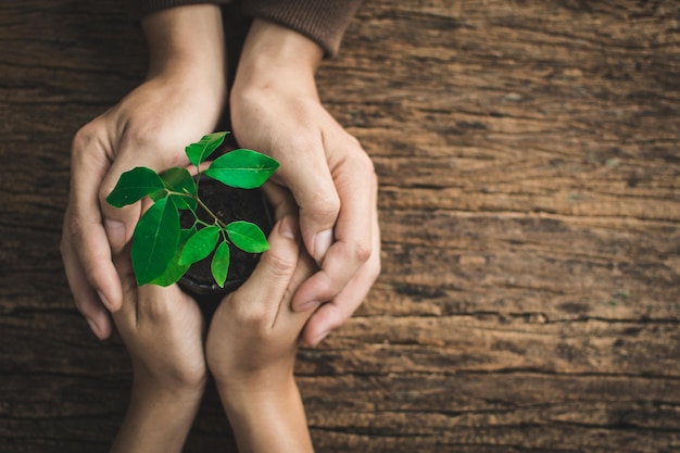 Foto manos cortadas sosteniendo una planta en la mesa