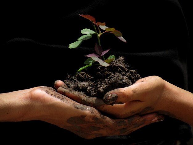 Foto manos cortadas sosteniendo la planta