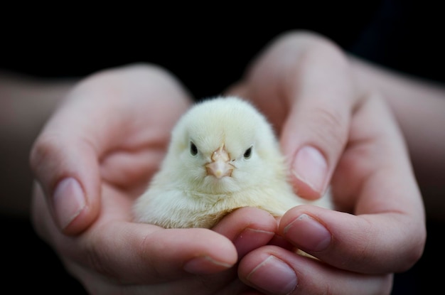 Manos cortadas sosteniendo pollo
