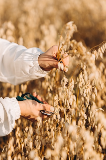 Foto manos cortadas tallos de avena