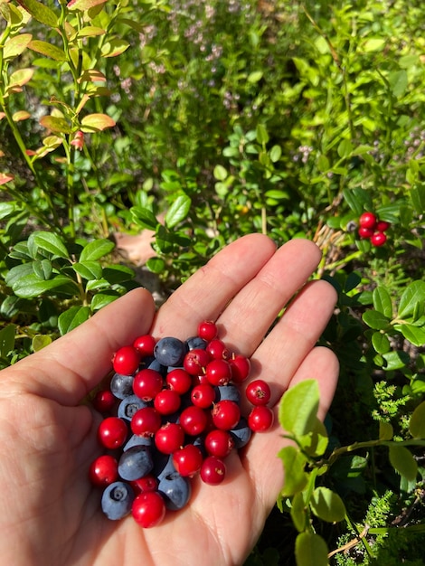 Foto manos cortadas con uvas