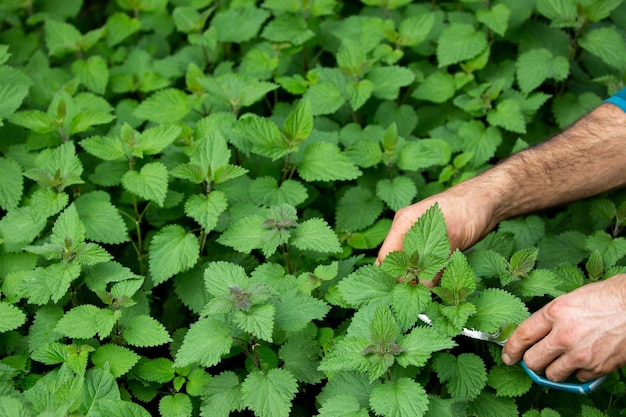 manos cortando una planta de ortiga