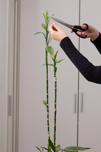 Manos cortando puntas amarillas en hojas de Dracaena sanderiana