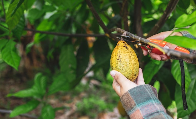 Las manos de cosecha de los agricultores de cacao usan tijeras de podar para cortar las vainas de cacao del árbol de cacao