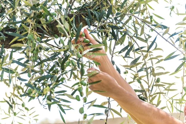 Manos cosechando aceitunas de un olivo