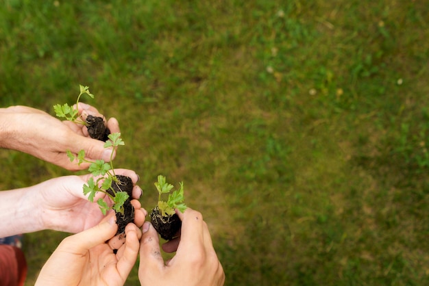 Manos de cuatro personas sosteniendo las plantas pequeñas en el jardín