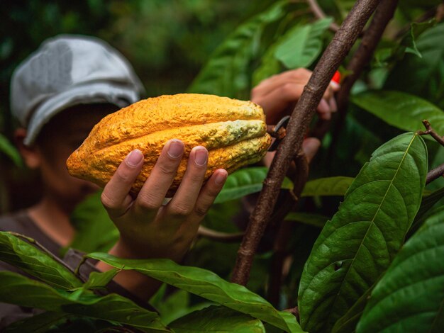 Foto las manos de un cultivador de cacao usan tijeras de poda para cortar las vainas de cacao o la fruta de cacao madura