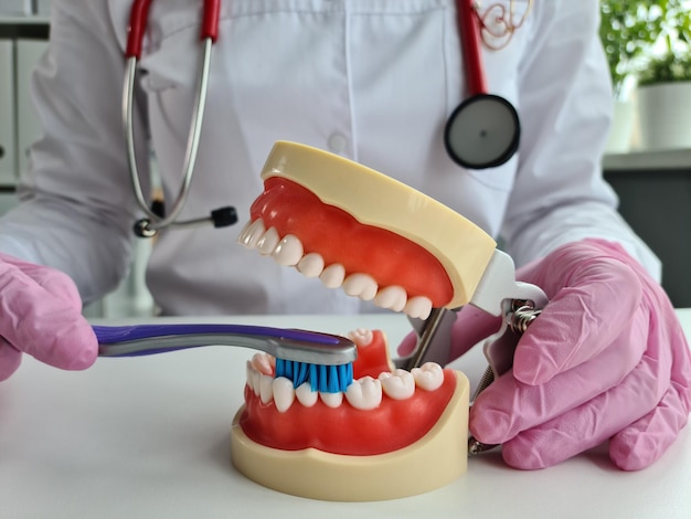 Manos de dentista en mandíbula artificial para limpiar correctamente los dientes con cepillo de dientes