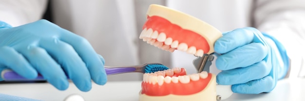 Manos de dentista con mandíbula humana y concepto de cuidado bucal con cepillo de dientes