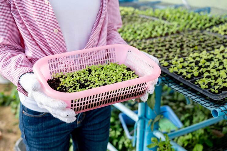 Manos dueño de granjero comprobando la calidad pequeña planta verde verduras orgánicas hidropónicas mujer asiática en camisa a cuadros y usar sombrero llevando caja de ensaladas verdes trabajando en la granja con felicidad