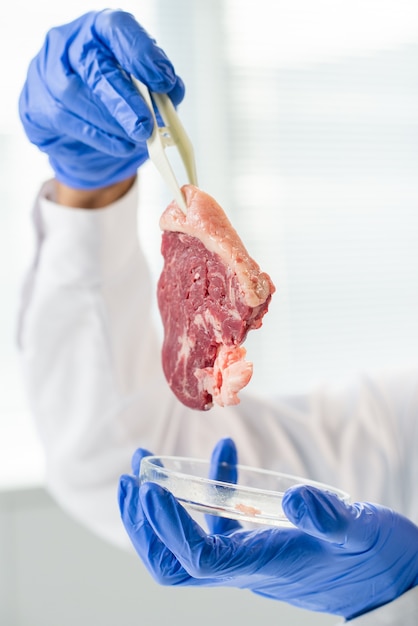 Manos enguantadas del investigador contemporáneo sosteniendo una muestra de carne vegetal cruda con pinzas de plástico sobre placa de Petri en el laboratorio de la clínica