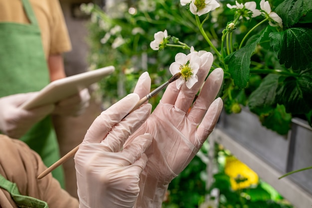 Manos enguantadas del trabajador agrícola vertical que usa un cepillo mientras sostiene la flor de la fresa y trata de polinizar las plántulas vecinas