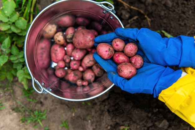 Manos enguantadas de trabajo azul sosteniendo papas recién excavadas contra el suelo Espacio de copia Cosecha Agricultura Agricultura ecológica