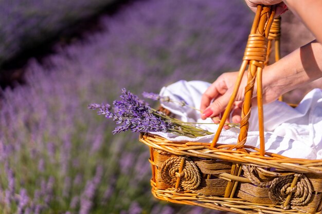 Manos de estilo de vida de una mujer en un campo de lavanda de verano recogiendo flores