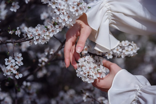 Manos femeninas entre brunch de cerezos en flor en el jardín de primavera, la belleza, el verano, la emoción, la expresión y el concepto de personas.