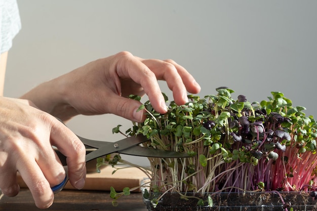 Manos femeninas cortando brotes de rábano con tijeras, cosechando microgreens.