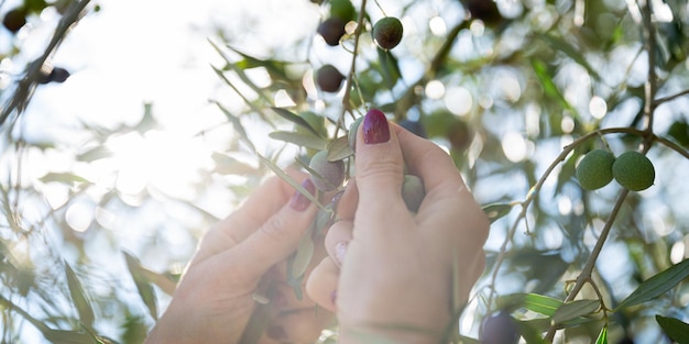 Manos femeninas cosechando frutos de olivo