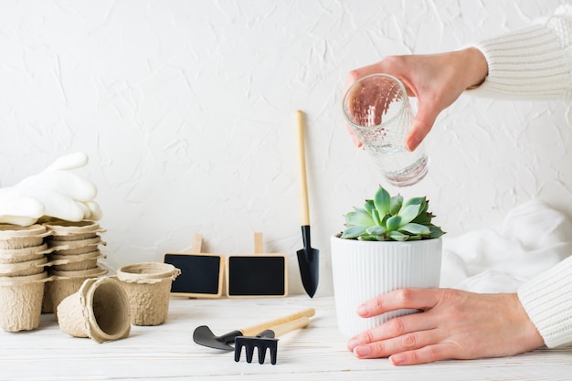 Las manos femeninas están regando una suculenta en una olla y herramientas para el trasplante de plantas en una mesa de madera blanca Hobby de jardinería doméstica