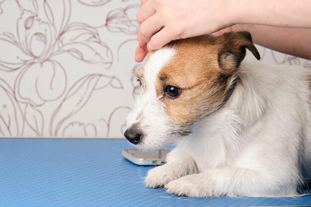 Las manos femeninas están siendo recortadas por un Jack Russell Terrier Pet Care