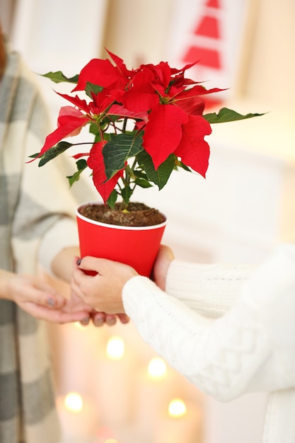 Manos femeninas con flor de pascua de flor de Navidad