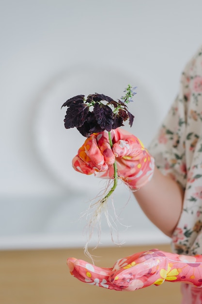 Las manos femeninas en guantes de color rosa trasplantan flores de cosecha propia con raíces.