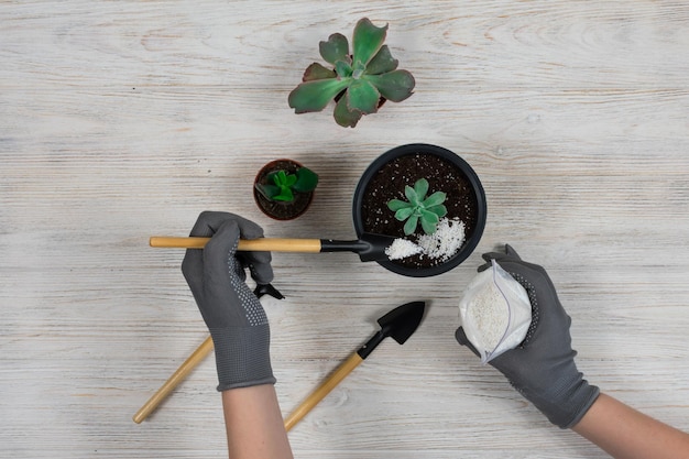 Manos femeninas en guantes de jardinería grises vierten la tierra en una maceta para plantar un cactus Trasplante de cactus Herramientas de jardinería pala rastrillo maceta cactus sobre un fondo blanco de madera Suculentas