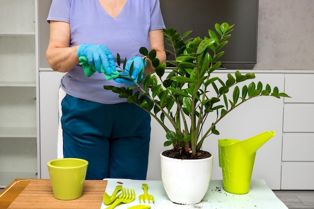 Las manos femeninas con guantes limpian las hojas de una planta de interior sobre la mesa son herramientas de jardín una regadera