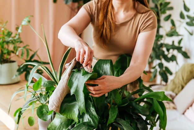 Manos femeninas lava las hojas de las plantas de interior en casa