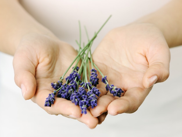 Manos femeninas con lavanda de cerca