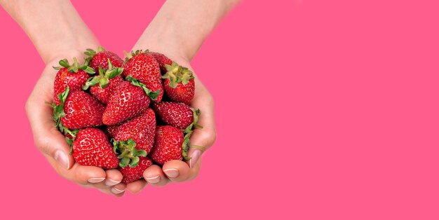 Manos femeninas llenas de fresas orgánicas aisladas sobre fondo rosa Banner horizontal