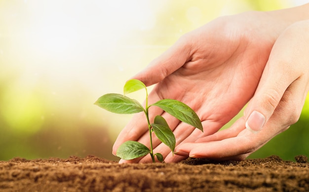 Las manos femeninas plantan un brote joven en el suelo