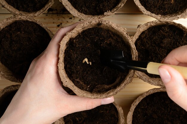 Manos femeninas plantar semillas en una maceta de turba