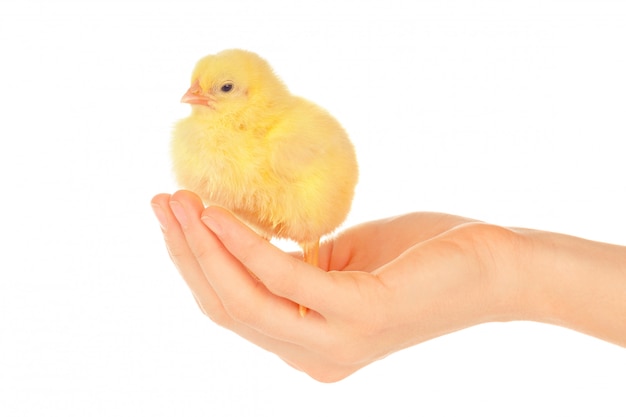 Manos femeninas con pollito sobre fondo blanco