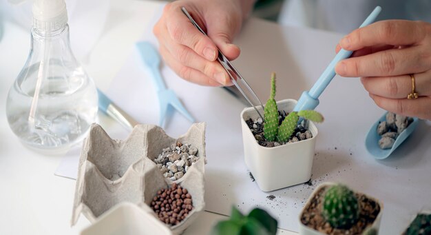 Manos femeninas del primer que plantan el cactus en maceta pequeña.