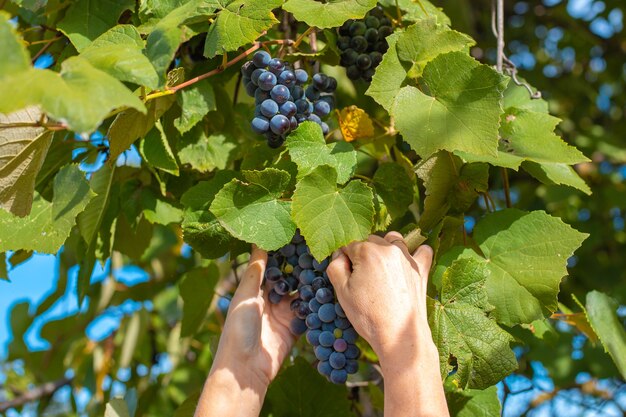 Manos femeninas con un racimo de uvas. Coseche las uvas negras Isabella de una rama en el otoño.