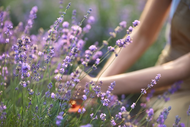 Manos femeninas recogiendo la cosecha de lavanda en el campo