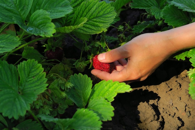 Manos femeninas recogiendo fresas maduras closeup