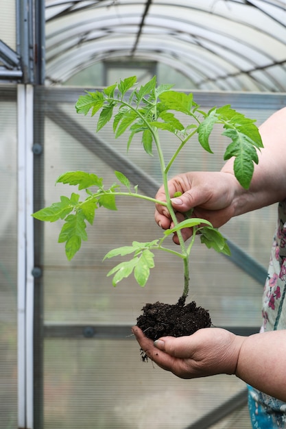 Manos femeninas regordetas mantienen plántula de tomate con tierra