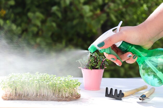 Manos femeninas riego microgreen con rociador de mano sobre un fondo de vegetación Jardinería doméstica